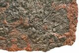 Silurian Fossil Crinoid (Scyphocrinites) Plate - Morocco #148862-4